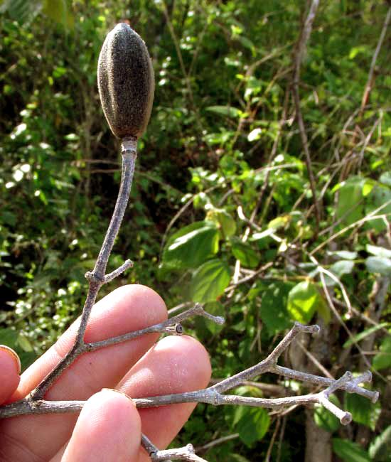 Una mano sostiene una ramilla de papachote con una cápsula ovalada y grisácea.