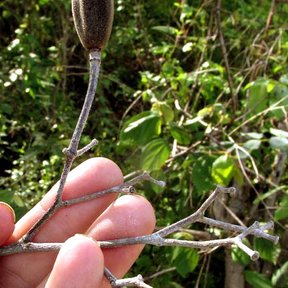 Una mano sostiene una ramilla de papachote con una cápsula ovalada y grisácea.