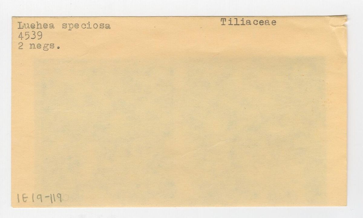 Ficha de archivo mecanografiada con el nombre Luehea speciosa y la familia Tiliaceae.