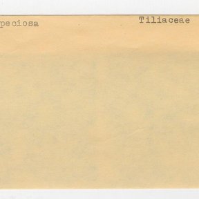 Ficha de archivo mecanografiada con el nombre Luehea speciosa y la familia Tiliaceae.