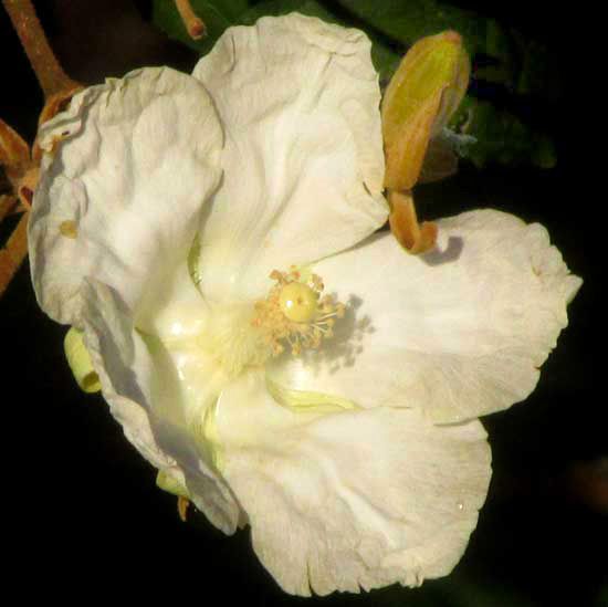 Flor de papachote de pétalos arrugados y color crema, sobre fondo negro.