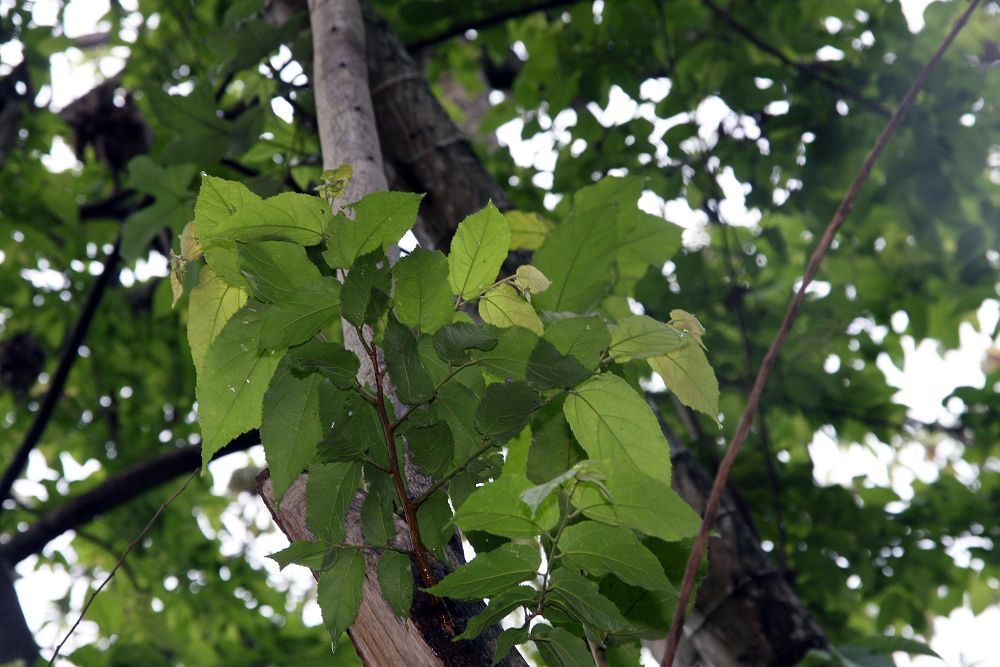 Rama de papachote con las hojas verdes contra la luz del dosel.