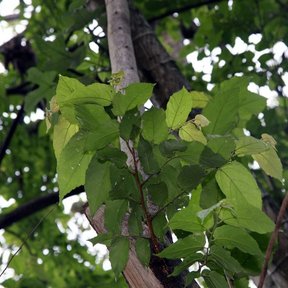 Rama de papachote con las hojas verdes contra la luz del dosel.