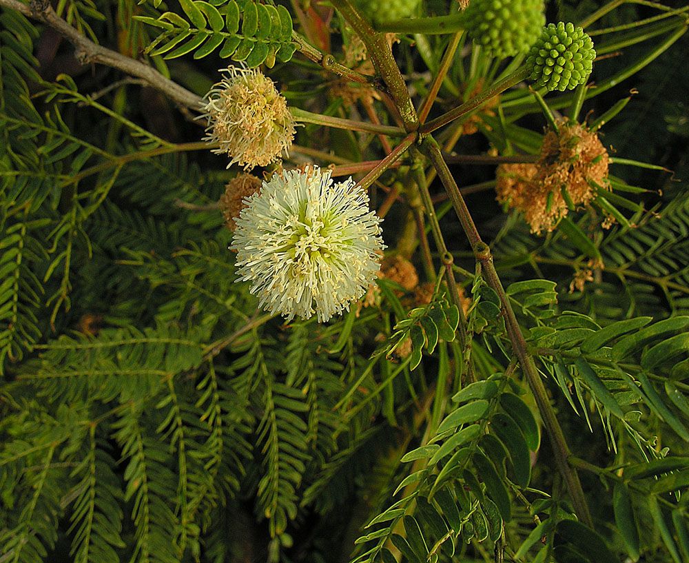 Cabezuela blanca de palo blanco abierta entre el follaje bipinnado y oscuro.
