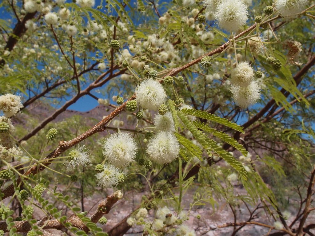Ramas de palo blanco cubiertas de cabezuelas blancas contra un cielo azul.