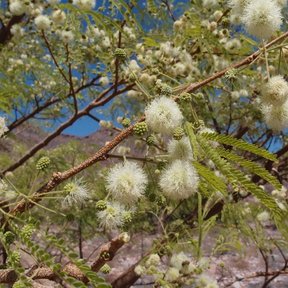 Ramas de palo blanco cubiertas de cabezuelas blancas contra un cielo azul.