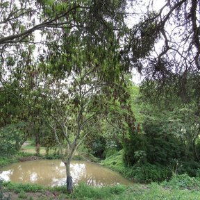 Palo blanco de copa extendida a la orilla de una charca, en un potrero.