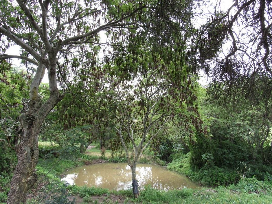 Palo blanco de copa extendida a la orilla de una charca, en un potrero.