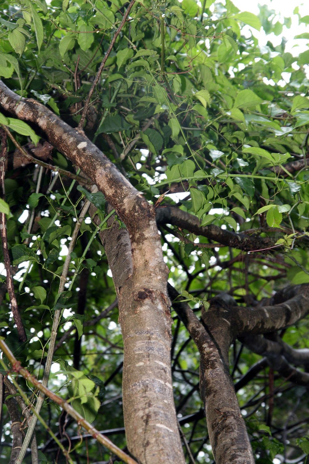 Ramas de palo blanco con flores blancas asomando entre el follaje.