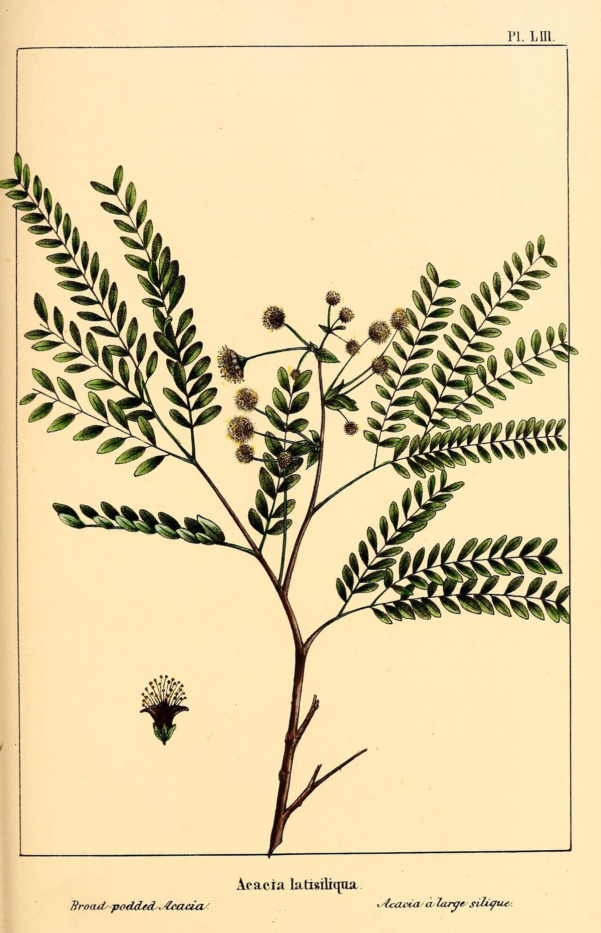 Lámina botánica antigua del dzalam con la hoja bipinnada y las cabezuelas.