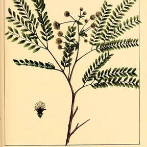 Lámina botánica antigua del dzalam con la hoja bipinnada y las cabezuelas.