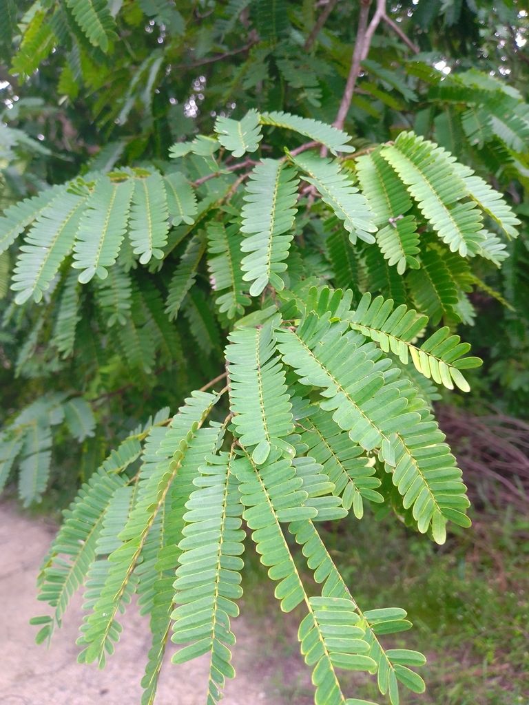 Hoja bipinnada de dzalam con los folíolos pequeños y ordenados en hileras.