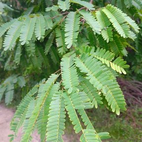 Hoja bipinnada de dzalam con los folíolos pequeños y ordenados en hileras.