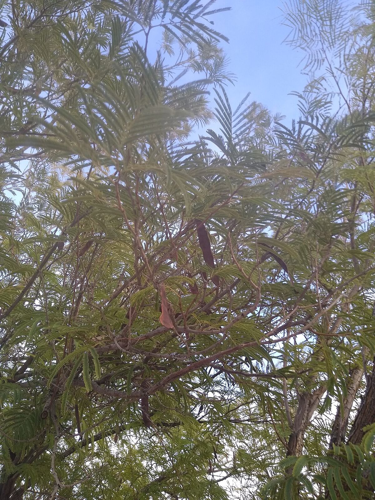 Vainas colgando de las ramas de un tepeguaje, vistas desde el pie del árbol.