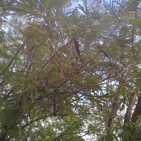Vainas colgando de las ramas de un tepeguaje, vistas desde el pie del árbol.