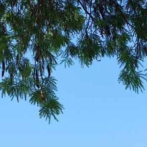 Ramas de tepeguaje con el follaje bipinnado recortado contra un cielo azul.