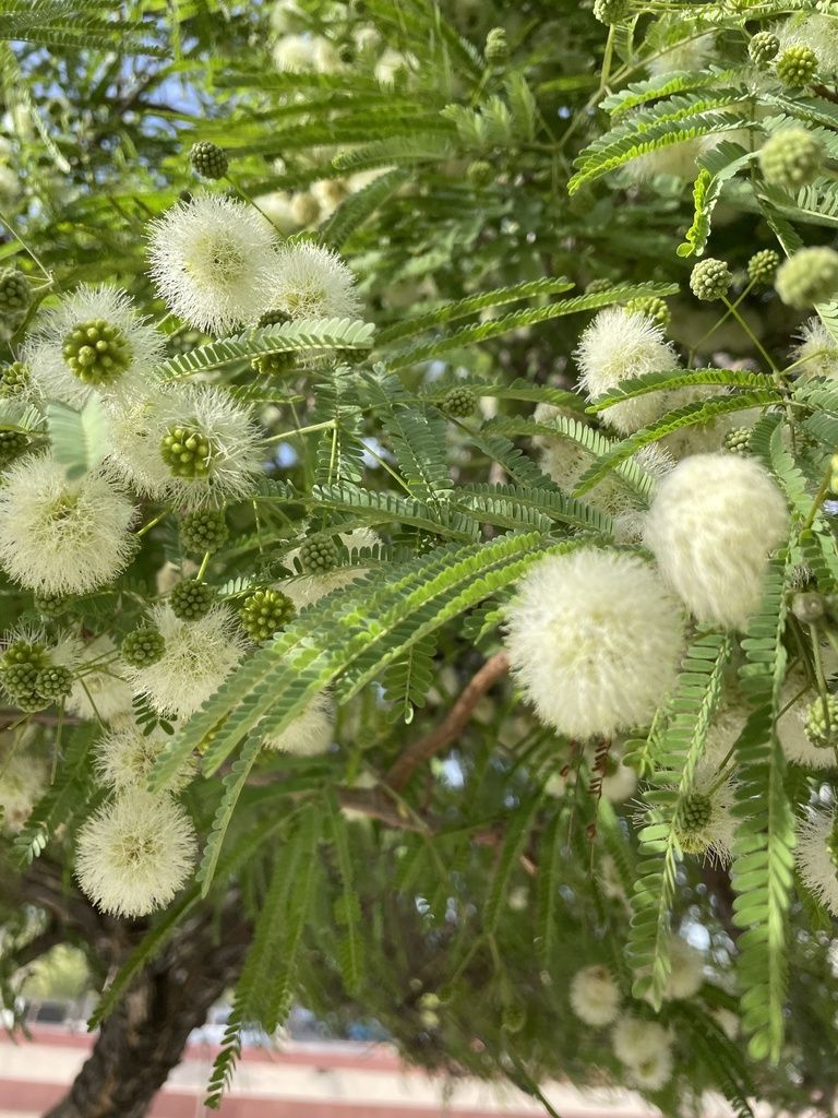 Cabezuelas blancas de tepeguaje abiertas entre el follaje verde claro.