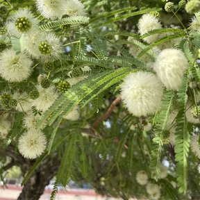 Cabezuelas blancas de tepeguaje abiertas entre el follaje verde claro.