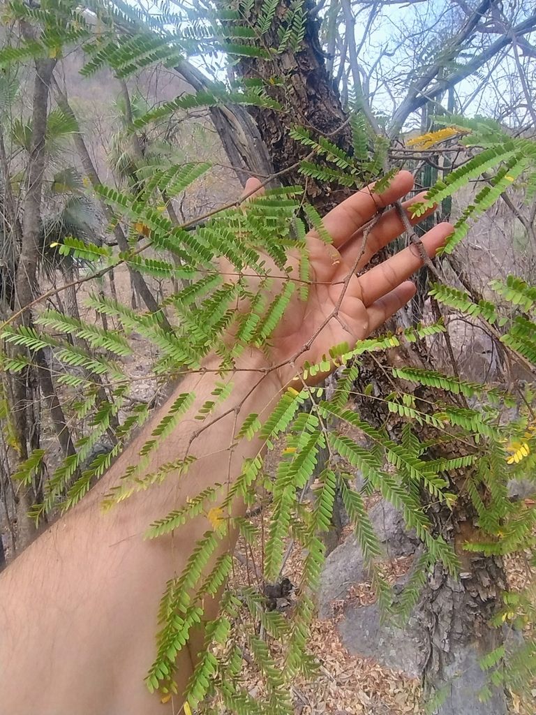 Un brazo aparta las ramas de un tepeguaje para mostrar el follaje bipinnado.