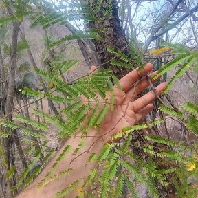 Un brazo aparta las ramas de un tepeguaje para mostrar el follaje bipinnado.