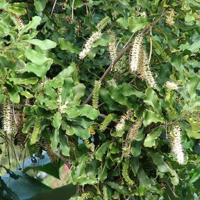 Racimos colgantes de flor clara de macadamia entre las hojas dentadas.