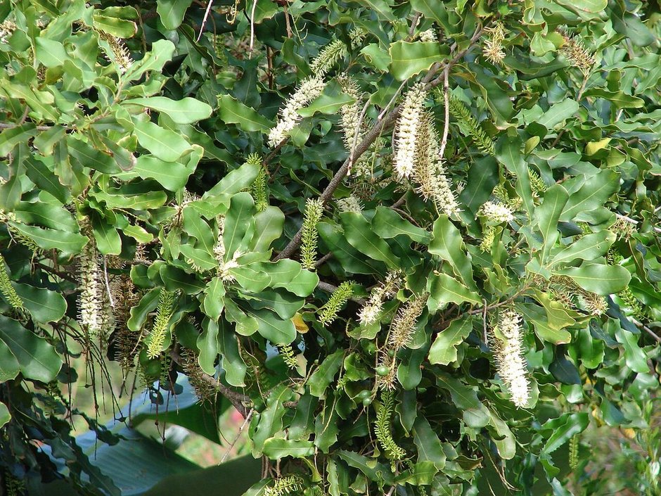 Racimos colgantes de flor clara de macadamia entre las hojas dentadas.