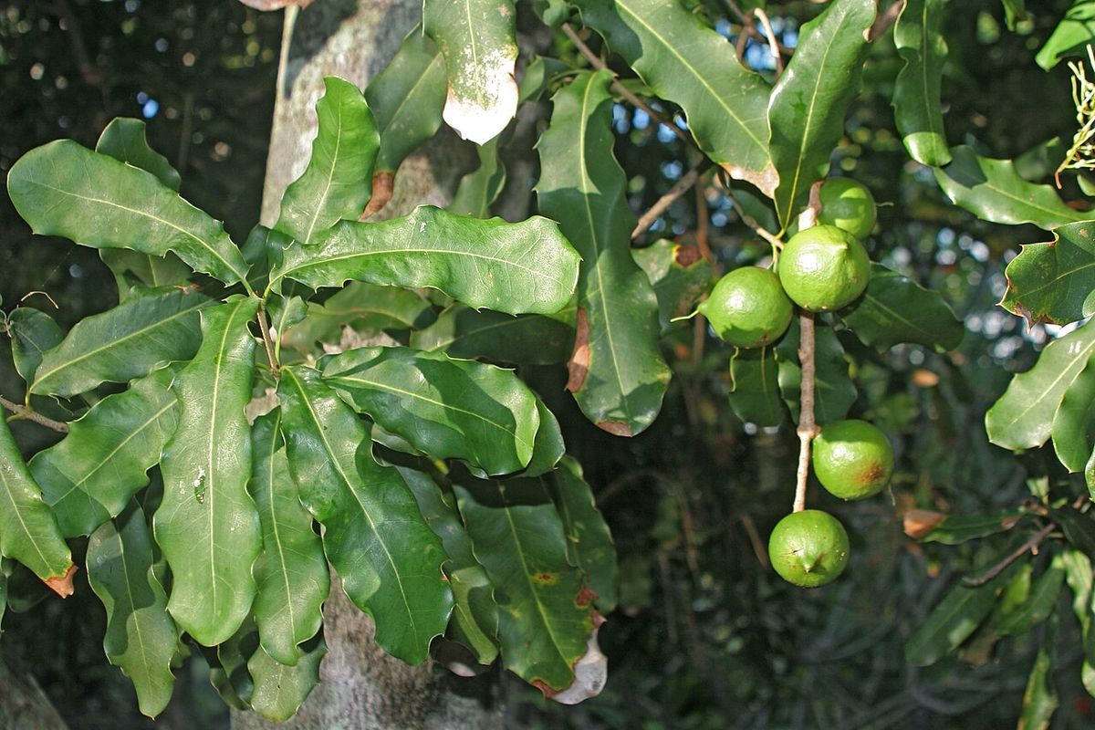Frutos verdes y redondos de macadamia colgando entre hojas coriáceas.