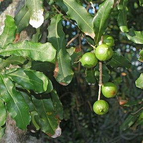 Frutos verdes y redondos de macadamia colgando entre hojas coriáceas.