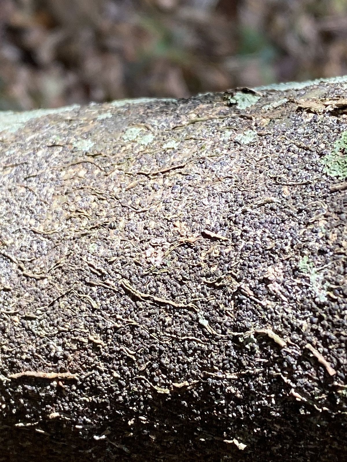Corteza rugosa y oscura de un tronco de macadamia, salpicada de líquenes.