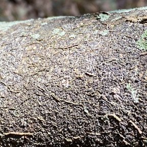 Corteza rugosa y oscura de un tronco de macadamia, salpicada de líquenes.