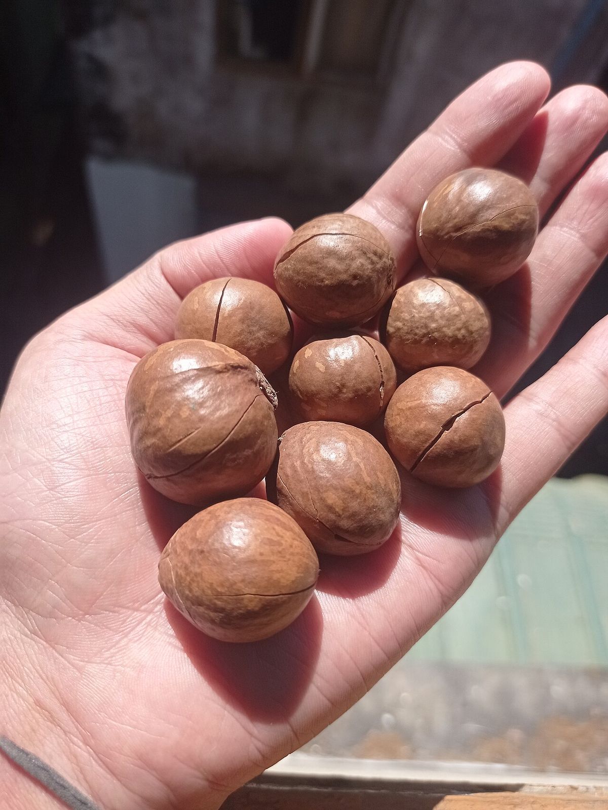 Una mano sostiene ocho nueces de macadamia de cáscara parda y hendida.