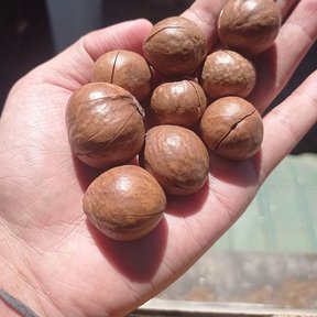 Una mano sostiene ocho nueces de macadamia de cáscara parda y hendida.