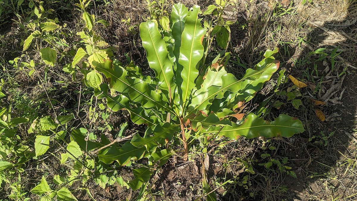 Plántula de macadamia con las hojas dentadas creciendo sobre tierra seca.