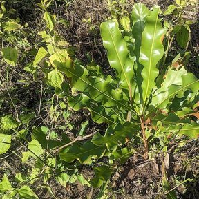 Plántula de macadamia con las hojas dentadas creciendo sobre tierra seca.