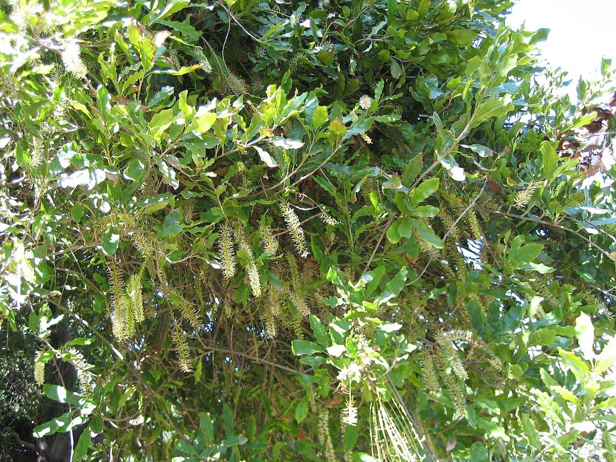 Copa de macadamia con las racimos de flor colgando entre el follaje.