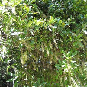 Copa de macadamia con las racimos de flor colgando entre el follaje.