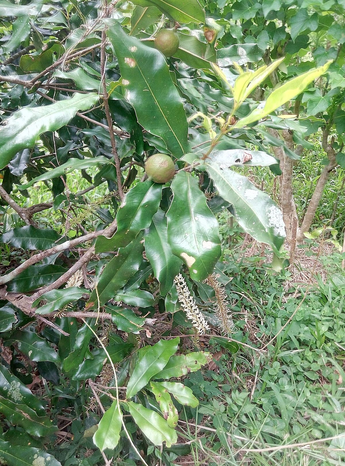 Frutos verdes de macadamia madurando junto a un racimo de flor seca.