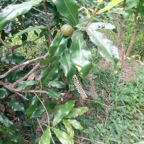 Frutos verdes de macadamia madurando junto a un racimo de flor seca.