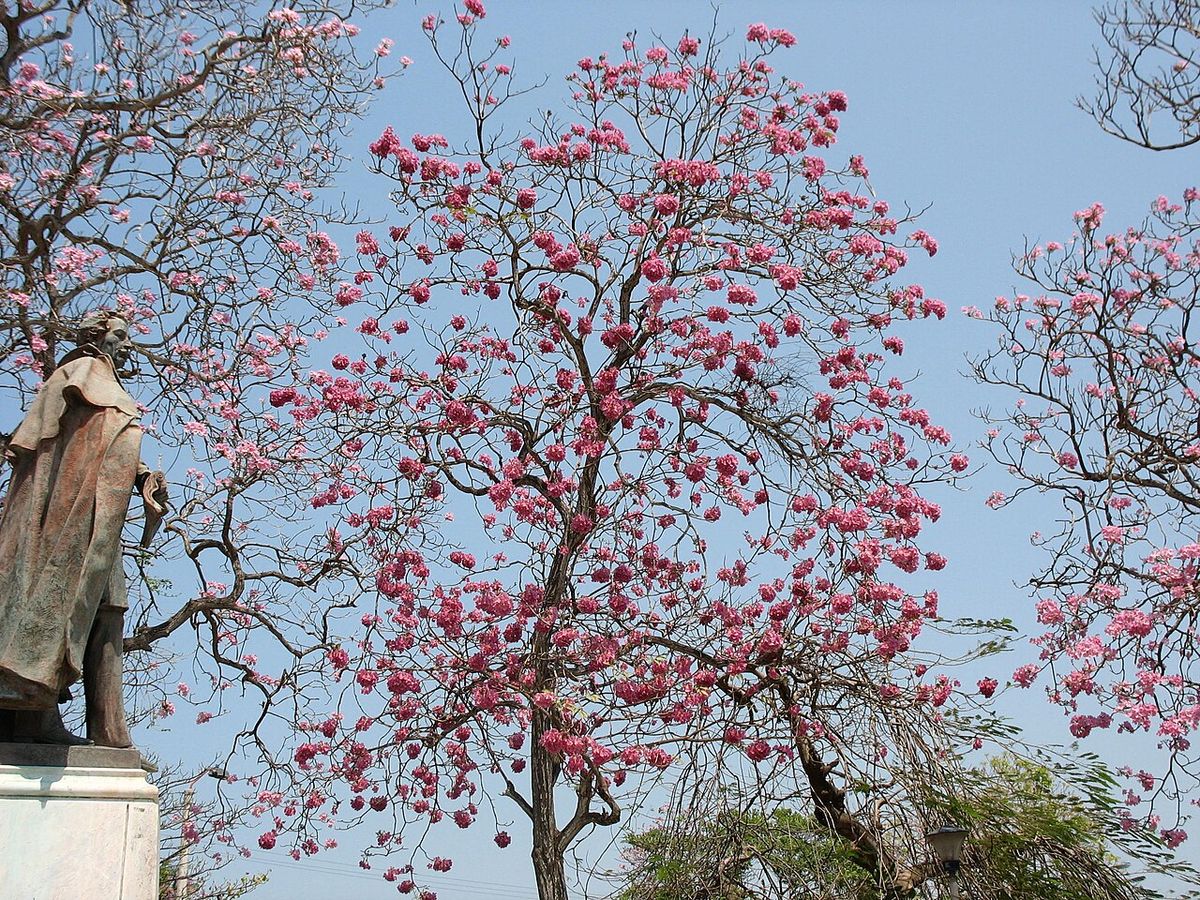 Maculís en plena floración rosa junto a un monumento de piedra.