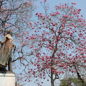 Maculís en plena floración rosa junto a un monumento de piedra.