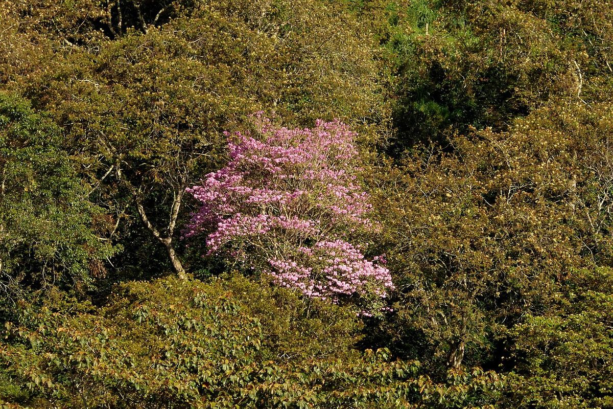 Maculís en flor rosa destacando sobre una ladera cubierta de monte verde.