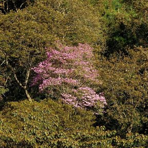 Maculís en flor rosa destacando sobre una ladera cubierta de monte verde.