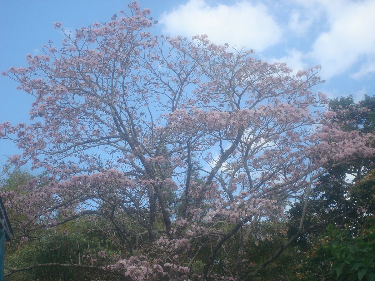 Maculís enorme y cubierto de flor rosa en un parque, bajo un cielo con nubes.