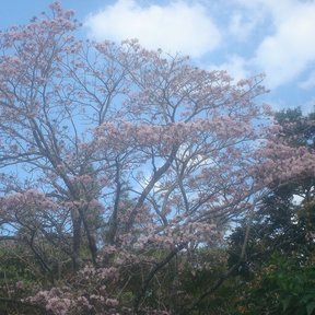 Maculís enorme y cubierto de flor rosa en un parque, bajo un cielo con nubes.