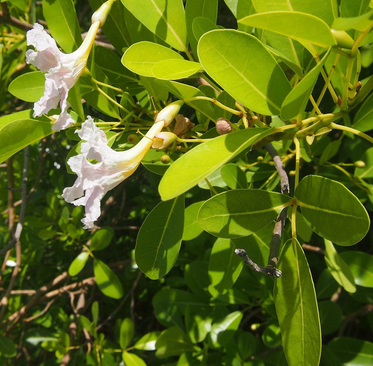 Flores blancas y acampanadas de maculís entre hojas verdes y lustrosas.
