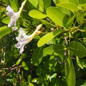 Flores blancas y acampanadas de maculís entre hojas verdes y lustrosas.