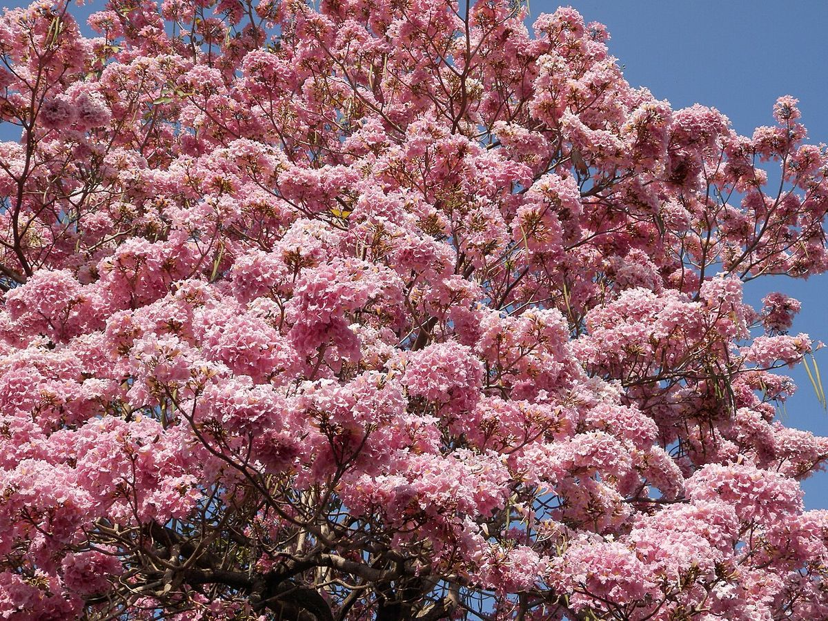 Copa de maculís cubierta de flor rosa vista de cerca contra el cielo.