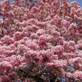Copa de maculís cubierta de flor rosa vista de cerca contra el cielo.
