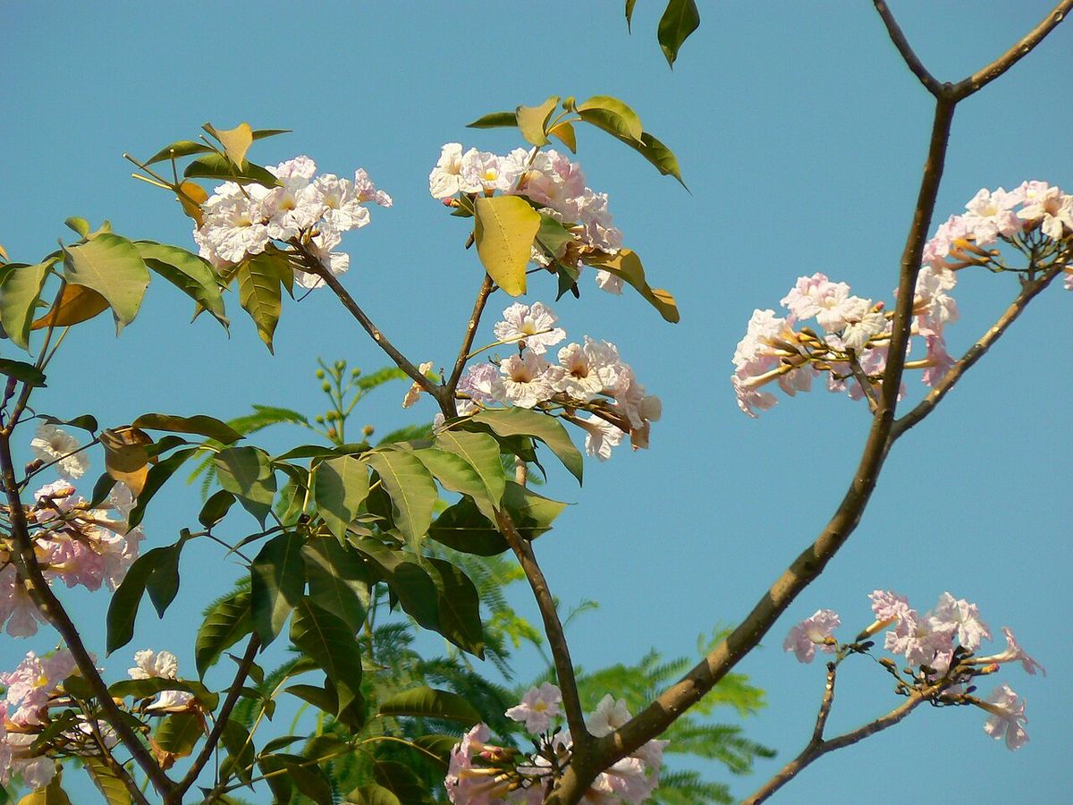 Ramas de maculís con las flores claras abiertas contra un cielo azul.