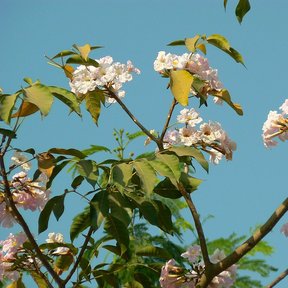 Ramas de maculís con las flores claras abiertas contra un cielo azul.